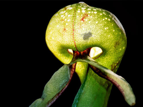 A carnivorous cobra lily light trap plant on a black background