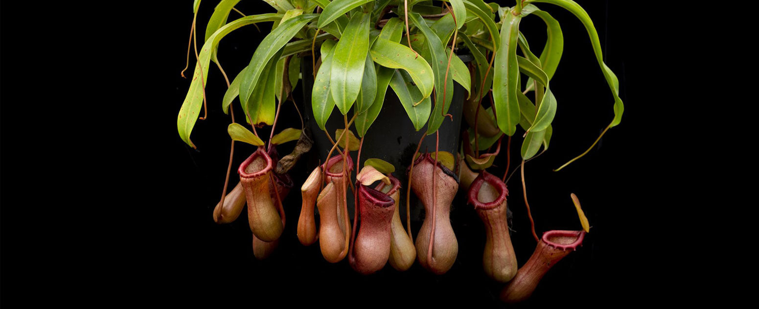 Green and brown pitcher plant. ©G Bourke