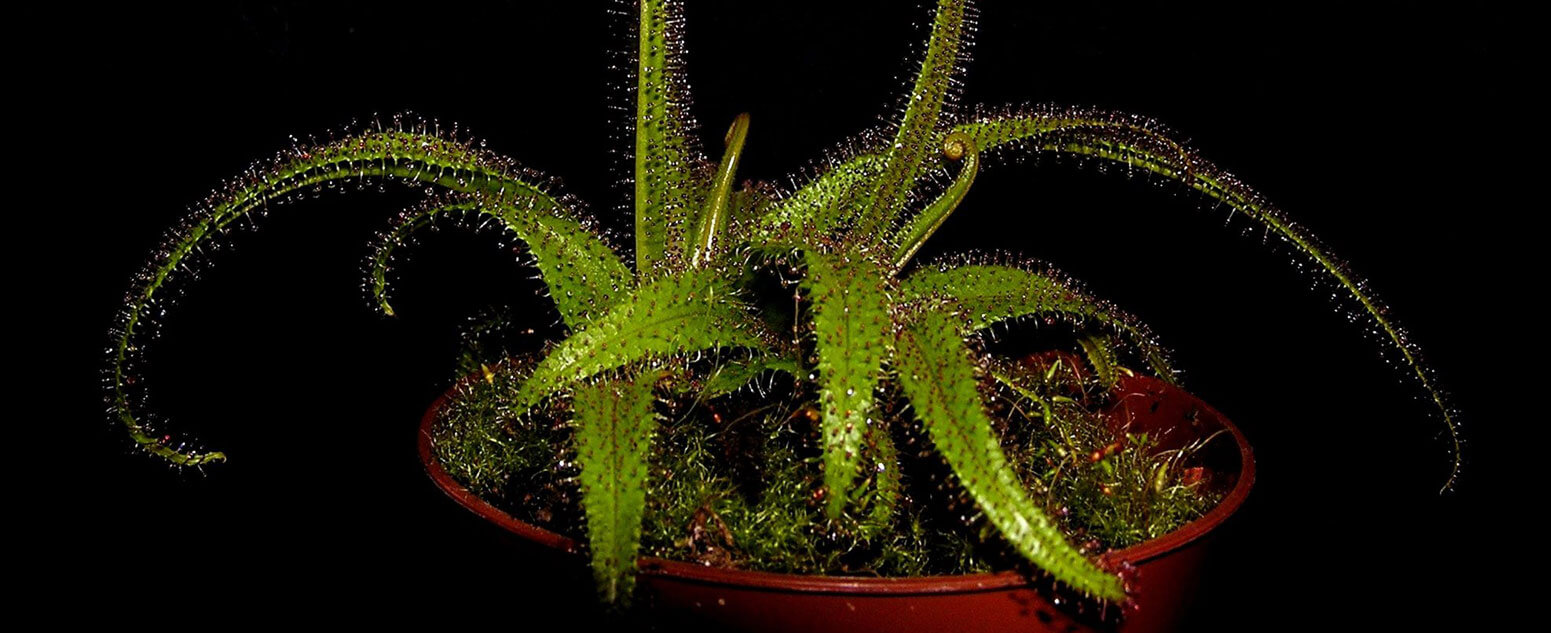 Sticky trap - Drosera_regia