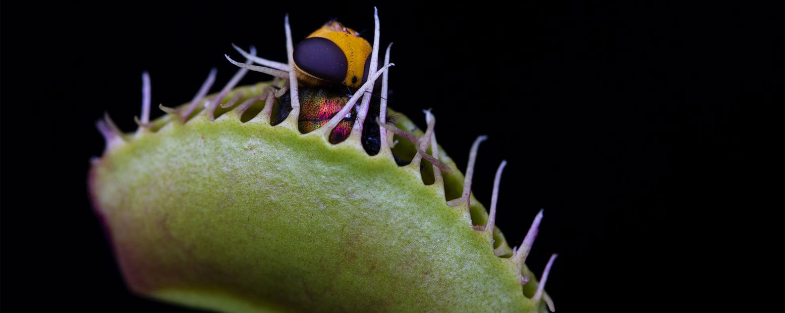 A venus flytrap with a bug in it's 'mouth'