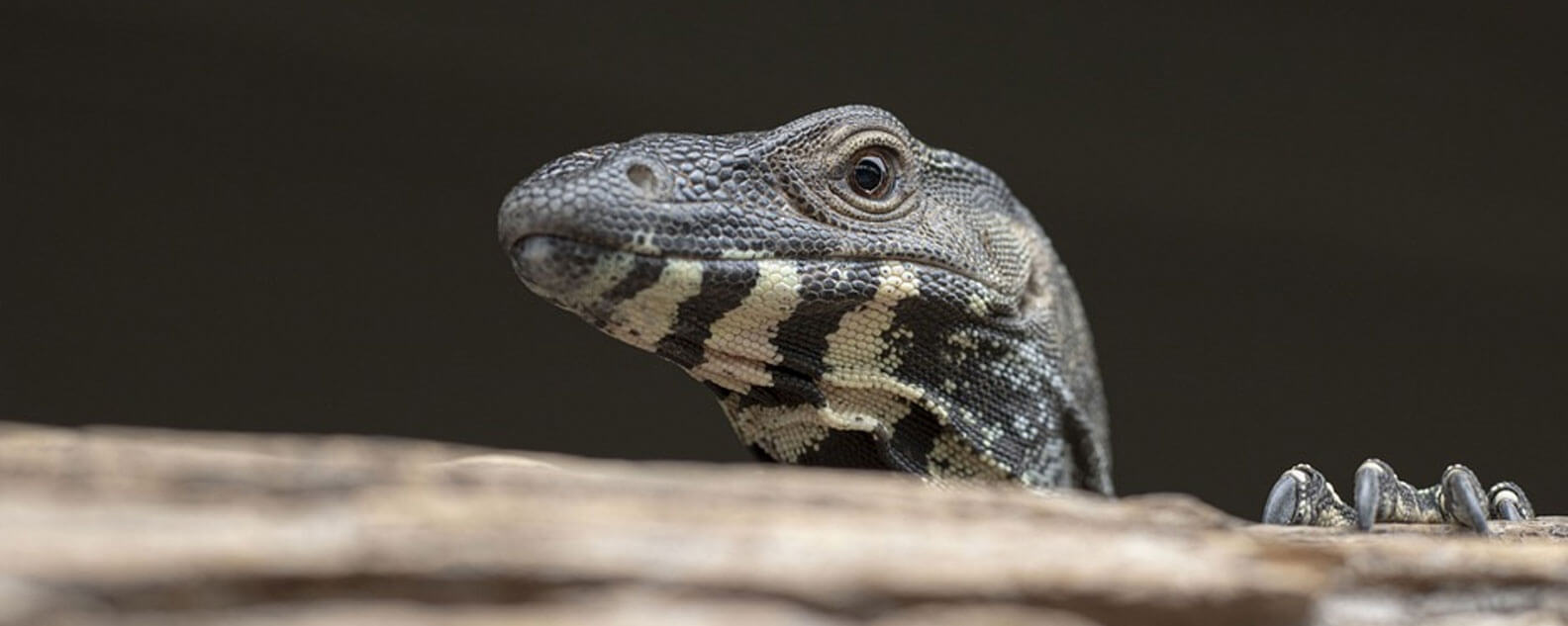 A lizard peeking out from a log