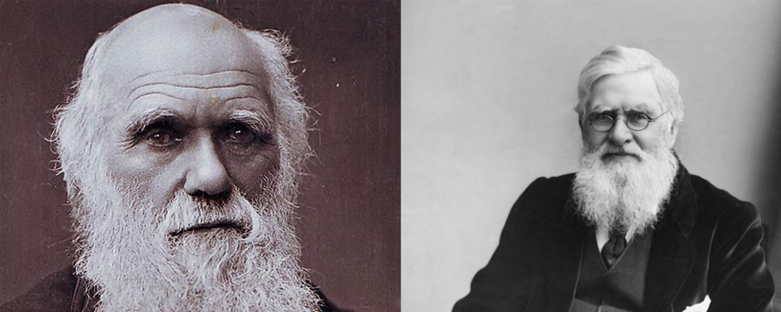 Two photos of Charles Darwin and Alfred Wallace