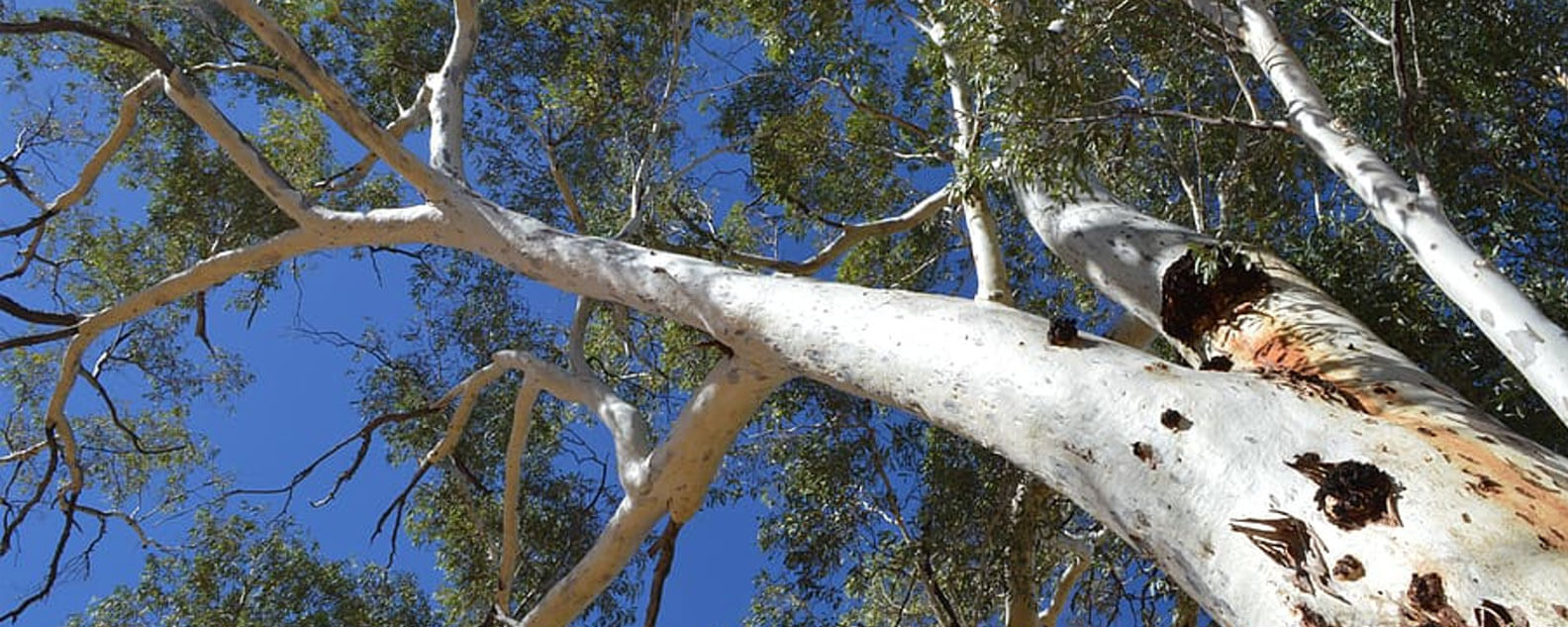 Looking up at the canopy where a Eucalypt is towering over the photographer