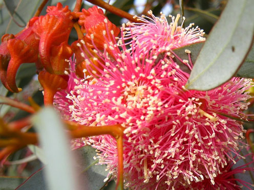 Eucalypt flowers and foliage