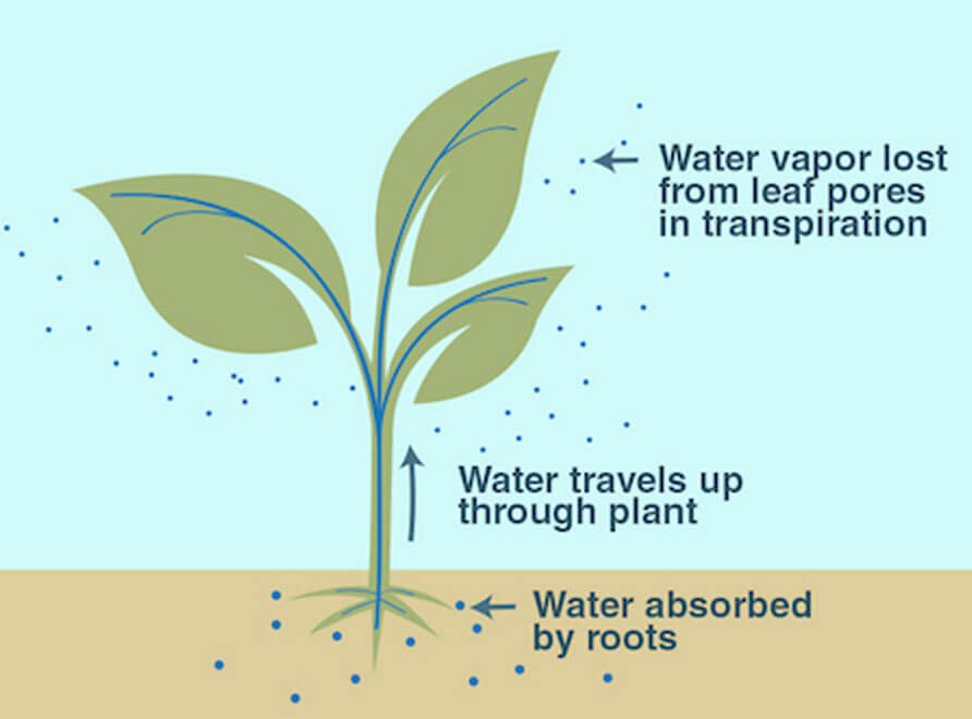 A cartoon diagram showing how water travels through plants.