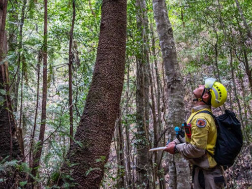 A scientist making notes about the Wollemi Pine