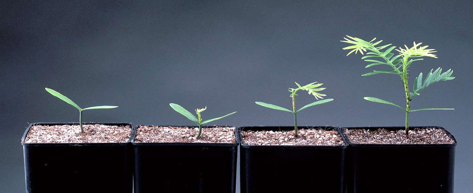 Wollemi Pine seedlings at various stages of growth