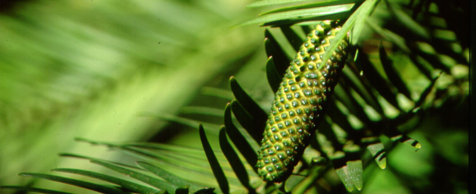 Wollemi Pine foliage and 'cone'