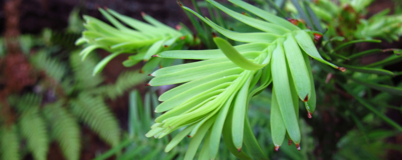 Wollemi Pine foliage