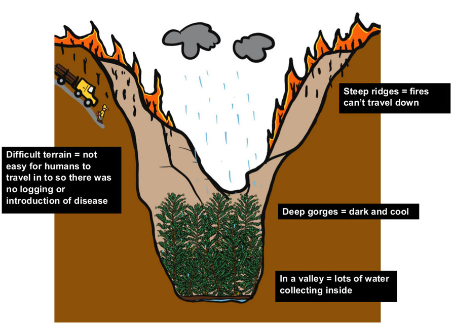 An illustration of Some of the abiotic factors that have assisted in the survival of the Wollemi Pine