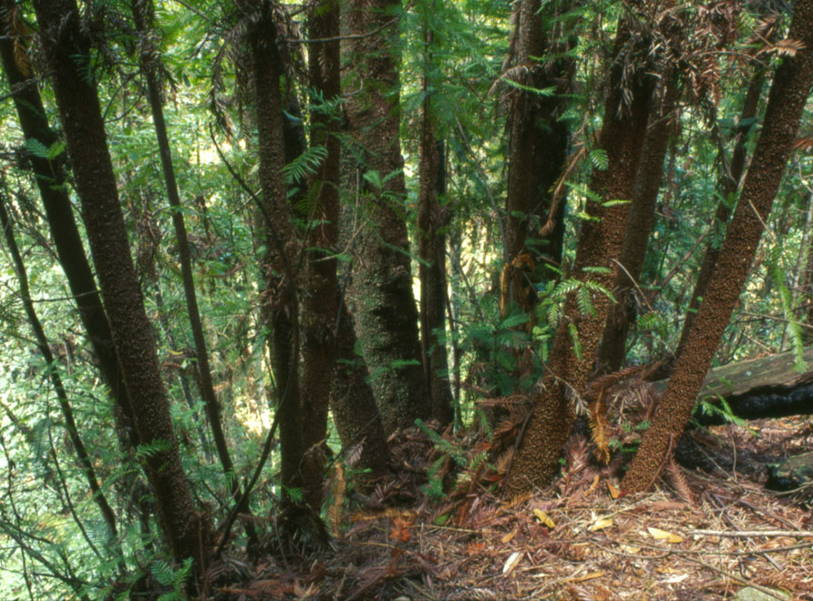 A Wollemi Pine in the wild displaying 'coppicing'