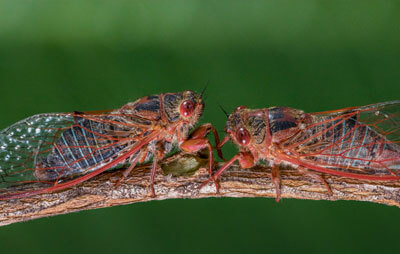 Two cicadas on a stick with a green background