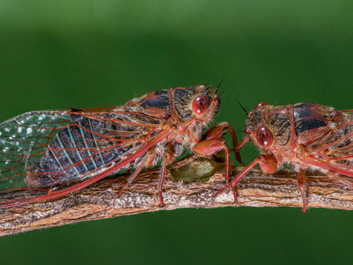 Two cicadas on a stick with a green background