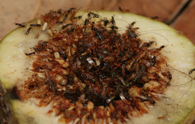 Fig wasps on a piece of dissected fruit