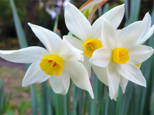 Bulbs in flower