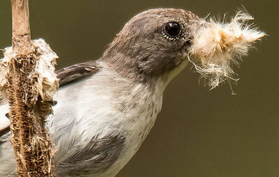 A bird on a twig with fibres in its beak