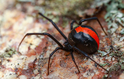 A Redback Spider 