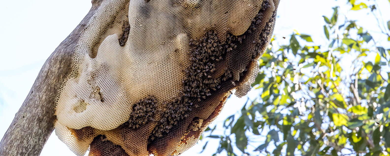 A beehive attached to a tree