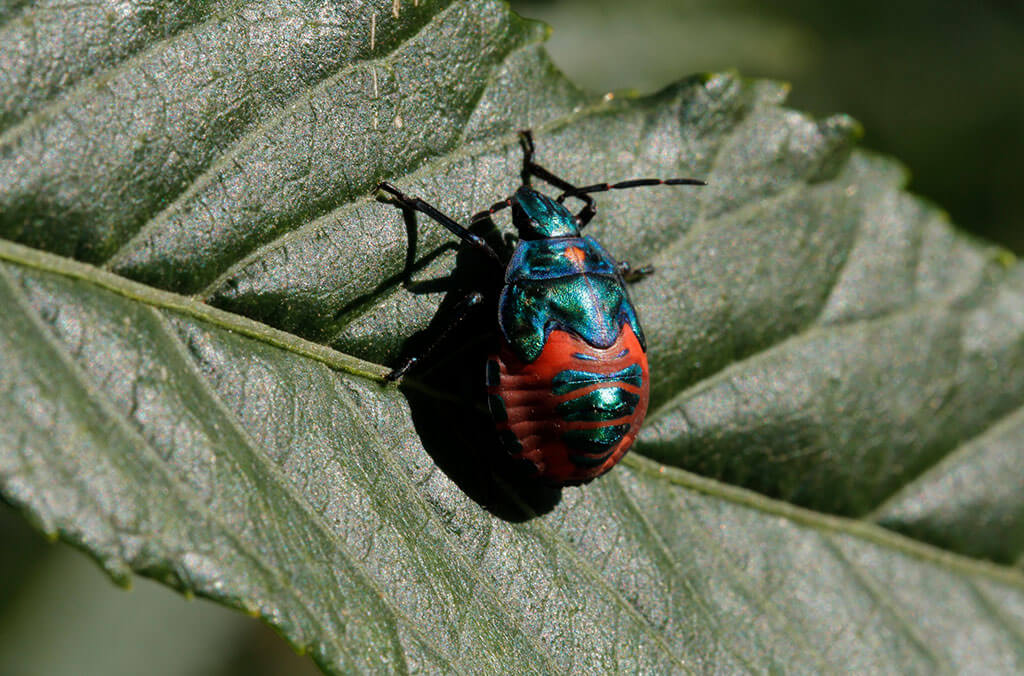 Red and blue beetle on a leaf