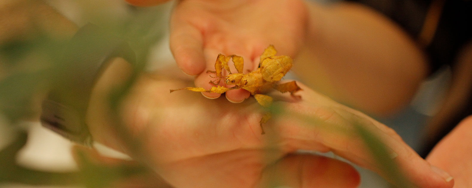 Child holding a stick insect amongst leaves