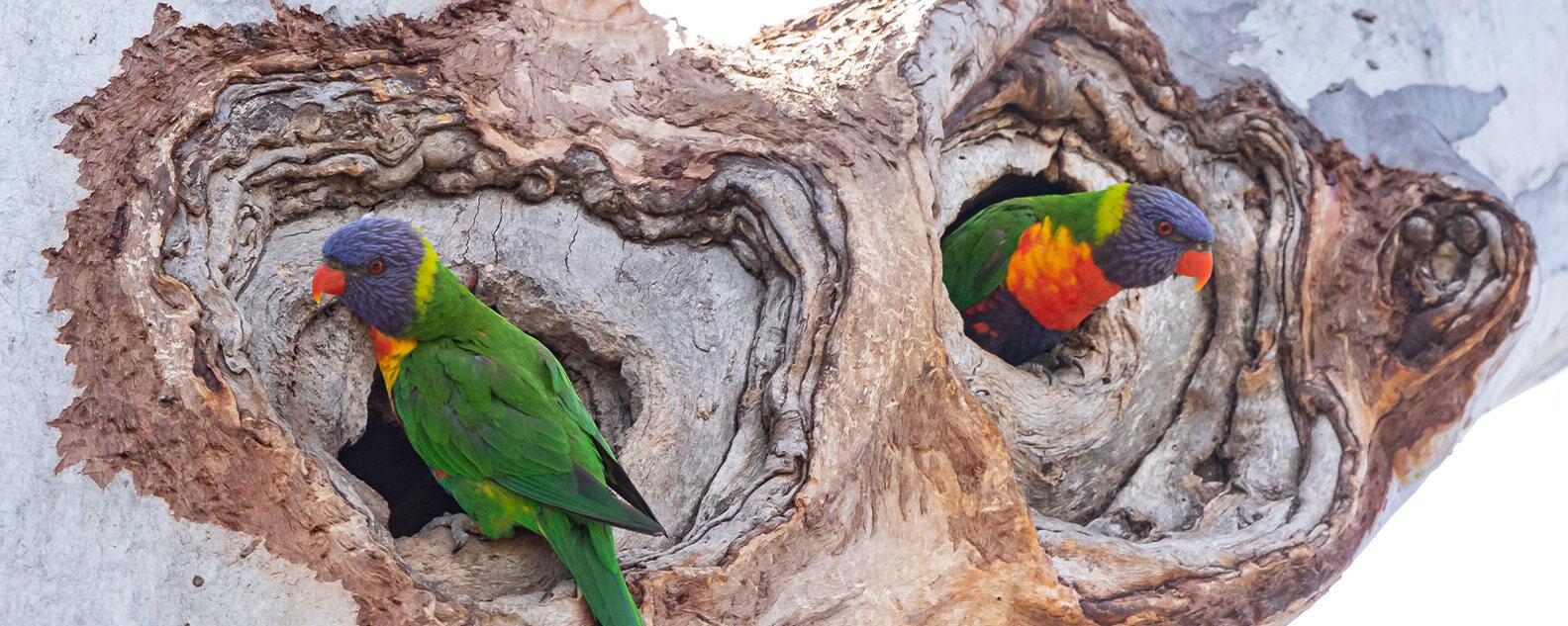 Two lorikeets perched in tree hollows