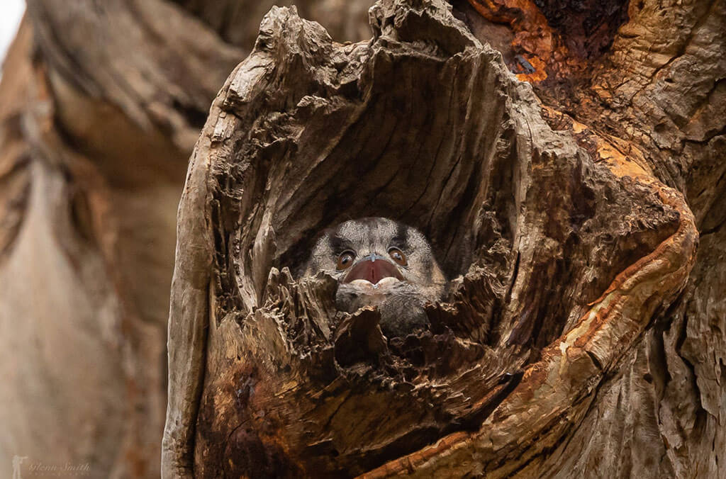 Owl in tree hollow