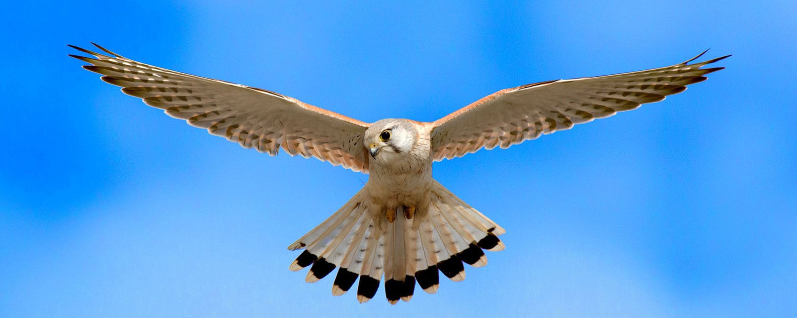 Australian Kestrel