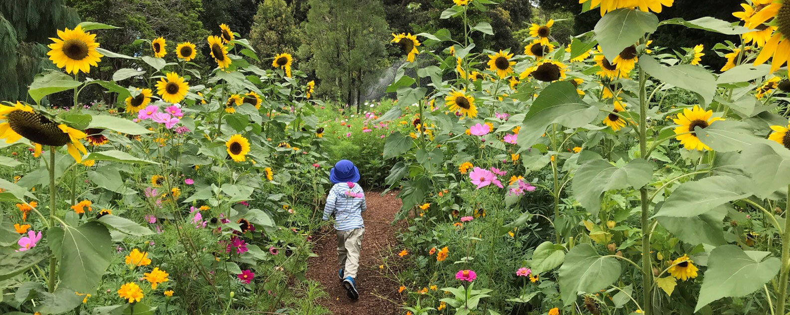 A child walks through the meadow at the Royal Botanic Garden Sydney