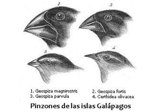 4 Drawings of Darwin's finches