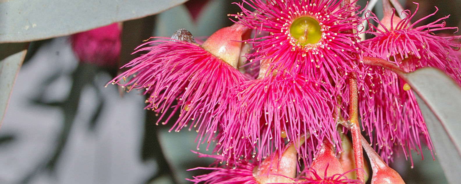 Eucalyptus sideroxylon flowers and foliage