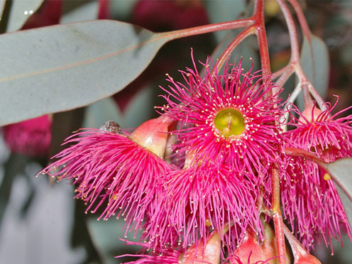 Eucalyptus sideroxylon flowers