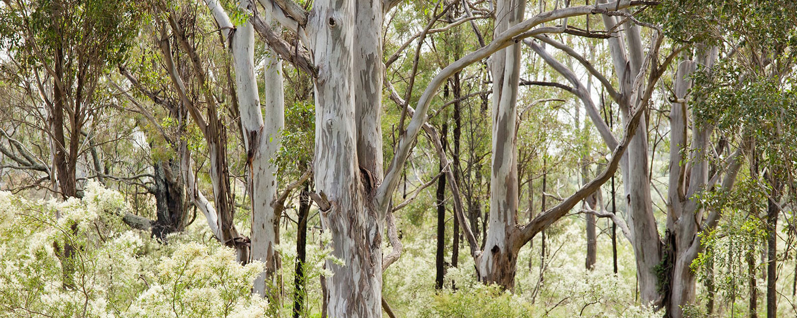 The Cumberland Plain Woodland at the Australian Botanic Garden Mount Annan