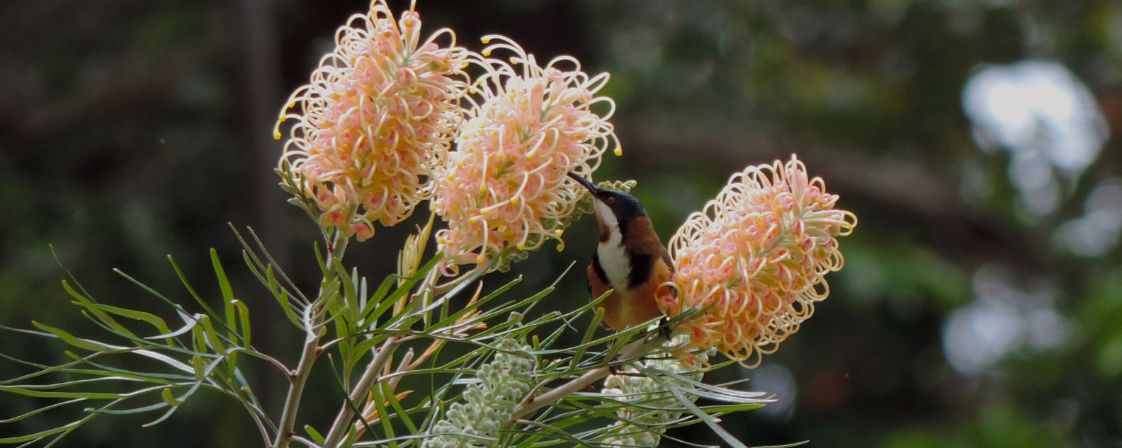 Three grevillea flowers, one with a bird feeding from it