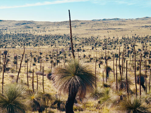 Grass Trees in the outback