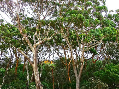 Trees in the Australian bush