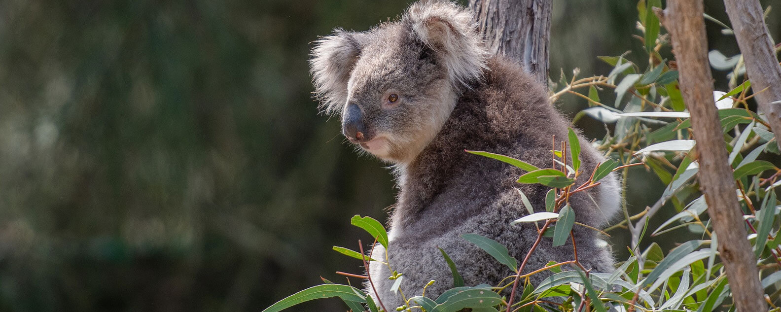 A Koala in a Eucalyptus tree