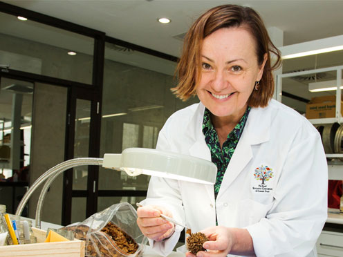 Scientist in the lab examining a Wollemi Pine seed under a light