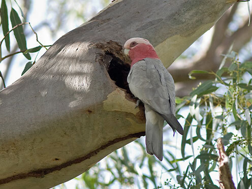 Galah perching on tree near hollow