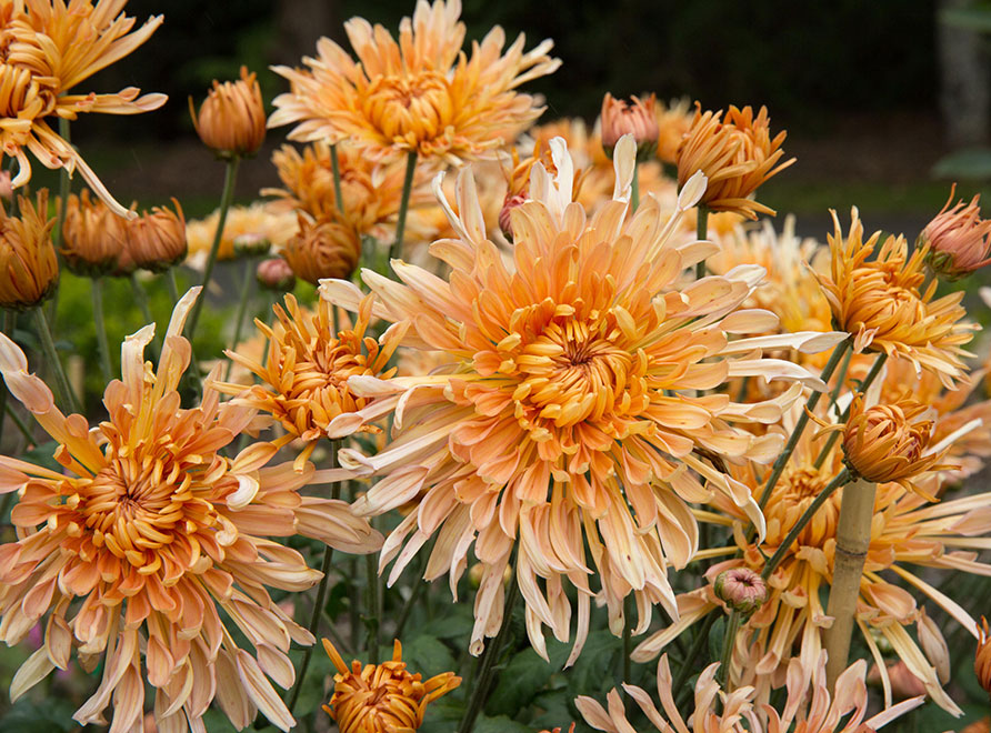 Chrysanthemum Stoke Apricot Delight Asteraceae at Mount Tomah