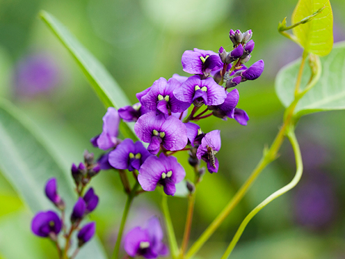 Native sarsparilla Hardenbergia violacea