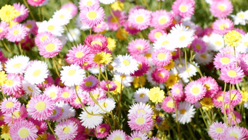 Paper Daisies