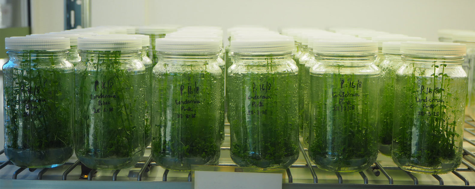 Specimen jars on shelf in laboratory