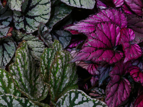 Vibrantly coloured Begonia foliage