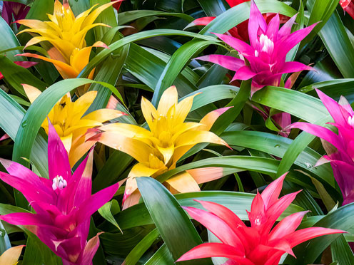 Colourful bromeliads