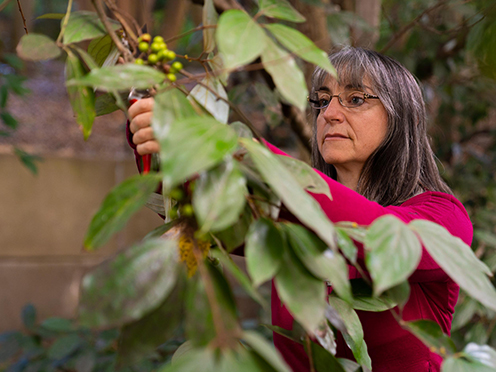 Dr Karen Sommerville examines a rainforest plant