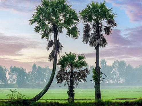 Three Palm Sugar (also known as Jaggery) Palms with a misty sunrise in the background