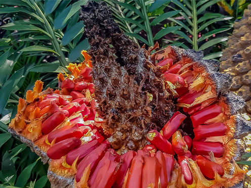 A Burrawang (Dharug language) cycad cone 