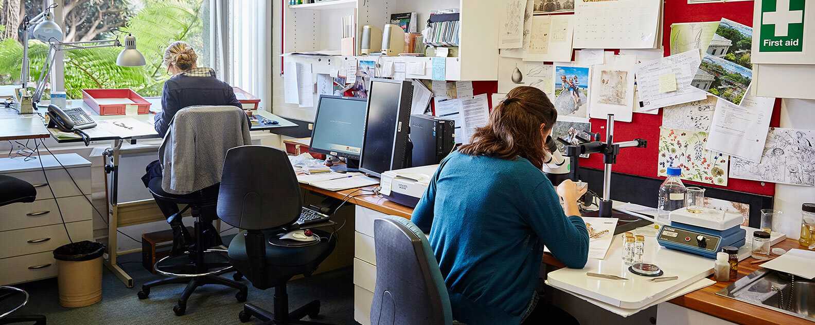 The scientific illustrators at the Royal Botanic Garden Sydney