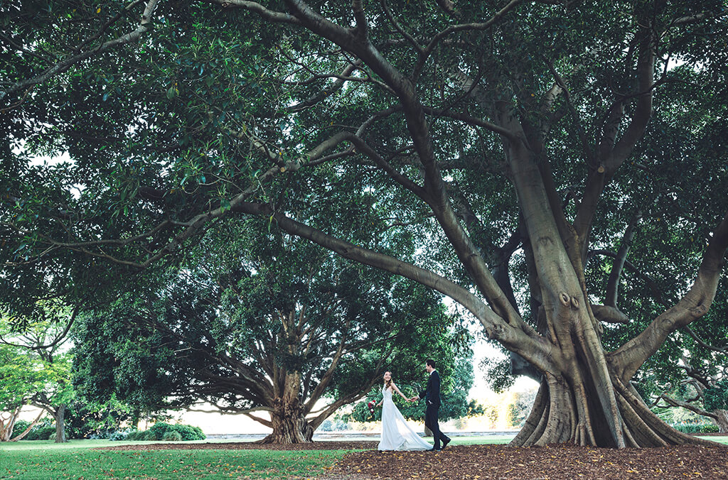 Fig Tree Lawn