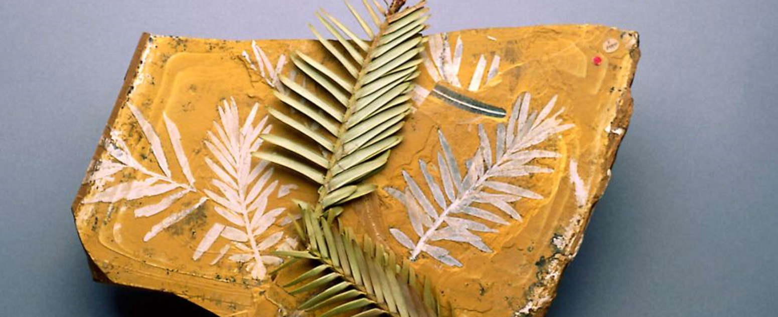 A fossilised Wollemi Pine leaf